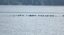 Redoubt Bay otter raft